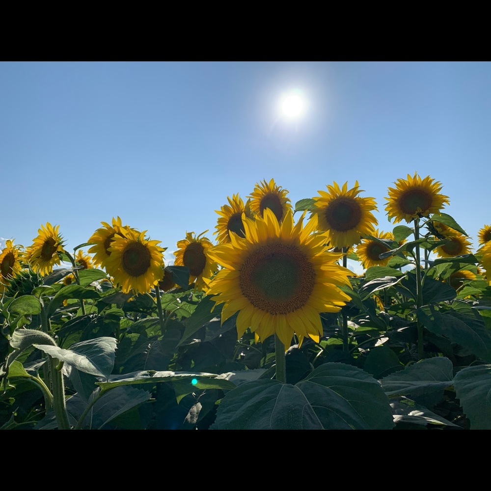 Meet your Posher, Iris